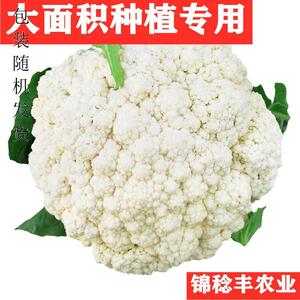 庆美F1青梗松花菜种子进口 花菜6070天白菜花花菜籽椰散花苗