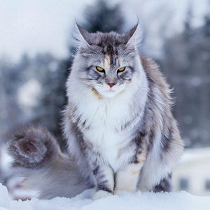 宠物大猫