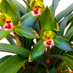 矮种春兰名品【金边大富贵】荷瓣室内盆栽花卉兰草阳台带花苞兰花