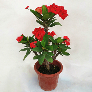 虎刺梅盆栽铁海棠红色大花大叶多季开花室内阳台花卉庭院植物