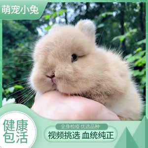兔子活物小型宠物血统兔侏儒兔迷你长不大纯种荷兰兔垂耳兔茶杯兔