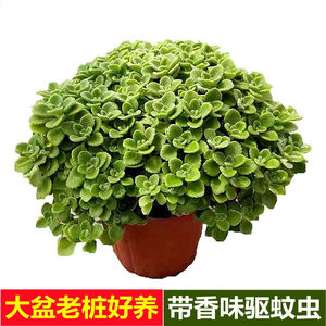 碰碰香老桩