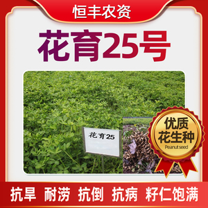 花育25号红皮种植花生种子含油多发芽率高高品质榨油精选手工挑选