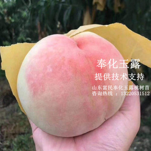 奉化水蜜桃桃苗出售图片