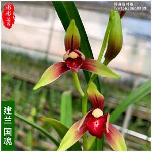 建兰老种大国魂兰花苗夏季花期红素名贵高端四季兰阳台盆栽绿植物