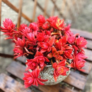 多肉火祭老桩超大