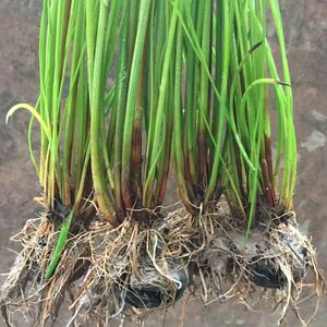 广西马蹄荸荠苗