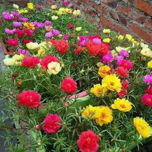 重瓣太阳菊花种籽子四季开花易活斯格桑花种波雏菊庭院室内外花籽