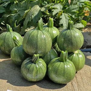 早熟无蔓产玉珠圆西芦种子小南瓜籽圆角瓜籽葫高四季春播盆栽蔬菜