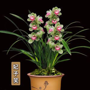 花兰花苗妃子笑浓香兰盆栽建兰四季兰好养室内阳客台厅绿植花卉