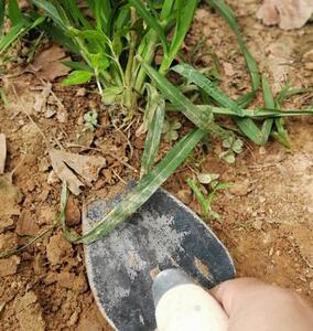 新品挖荠菜工具蒲公英神器挖野的小铲刀专用铲铲子挖菜菜挖野菜子