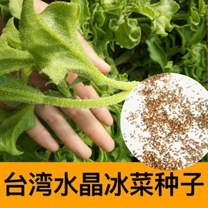 台湾水晶冰菜种籽冰菜苗秧种籽非洲冰菜四季冰草盆栽阳台大冰粒