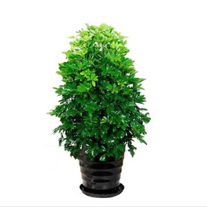 盆栽客厅澳洲盆栽鸭脚木八方来财鸭脚木花盆客厅花叶肥料盆景大型