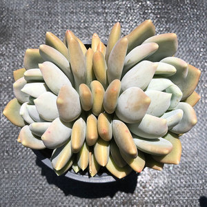 奶油公主 多肉植物 一物一拍 奥普胖美人杂 单头群生绿植趣味云南