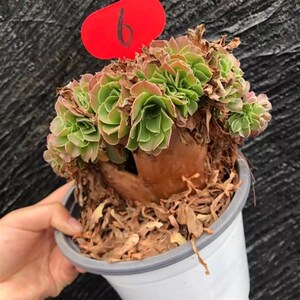 法师柠檬韶羞万圣节沙拉t碗缀化多肉植物肉肉一物一拍母本玫瑰