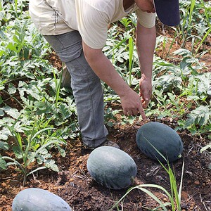 黑美人西瓜包沙包甜当季山地新鲜热带水果非越南产地tb207835545228