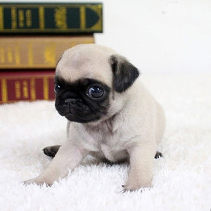 家养纯种小型短毛巴哥幼犬憨厚八哥犬可爱哈巴狗活体家养宠物狗狗