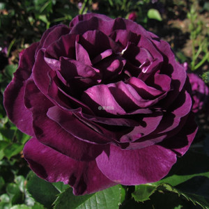 比利时密涅瓦minerva/智慧女神蓝紫色浓香灌木月季蓝紫色花卉花苗