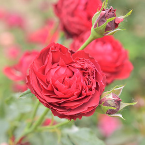 自育大将军红色灌木月季 花苞大花期长古典大花多头耐热耐寒月季