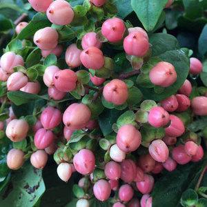 火龙珠鲜切花果红豆绿豆粉豆云南昆明鲜花花束相思豆一扎包邮插花