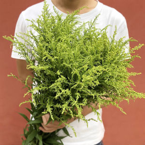 黄莺草鲜花 百搭配草绿叶 云南基地直发水养插花家用客厅卧室装饰