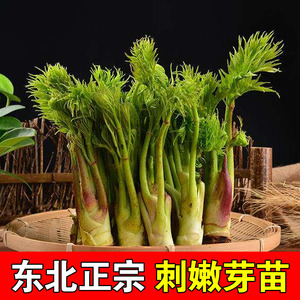 刺包芽