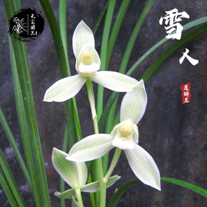 无尘国兰 云南莲瓣兰雪人宝姬素名贵老种兰花苗室内绿植盆栽包邮