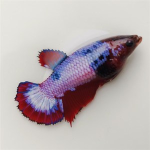 泰养斗鱼将军母鱼koi将军母可繁殖观背锦鲤色混国热带鱼观赏鱼