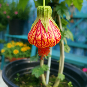 金铃花盆栽纹瓣悬铃花木本灯笼花四季花卉室内外盆栽植物耐阴常青