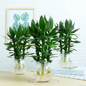 富桂竹 水养水培植物盆栽室内办公室客厅转运竹绿植带花盆节节高