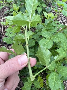 苦刺心新鲜野菜白簕鲜嫩勒菜三加皮鹅掌簕菜绿色蔬菜直销