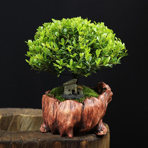 花卉阳台茶几赤金丝微型小叶楠木盆栽盆景h楠黄杨文竹办公室