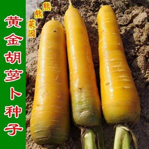 约1800粒 黄金萝卜种子齐头黄胡萝卜种子 胡萝卜种子亮黄萝卜种籽