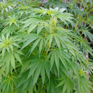 火麻种