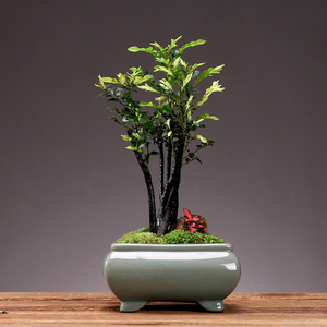 丛林黑骨茶盆景创意常青多杆绿植耐寒好养室内外桌面盆景摆件