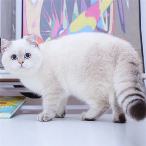 猫银渐层猫幼猫活物英国短毛猫金渐层猫银点猫矮脚拿破仑40人付款300
