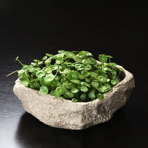 铜钱草水培专用盆个性陶瓷仿石头盆景水养莲睡莲创意无孔水培花盘