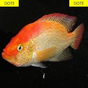 红老虎鱼金玉满堂