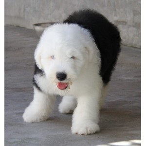 古代牧羊犬幼犬活体英国古代牧羊犬纯种全白头牧羊犬古牧宠物狗狗