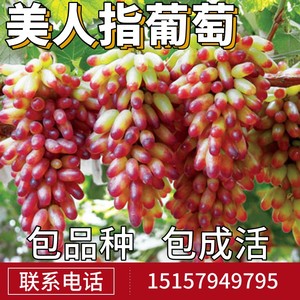 秋天清脆葡萄苗 中熟大粒新品种果树 南方北方均可种植yifeiyuanyi
