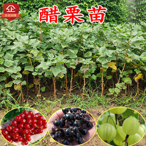 东北红醋栗苗灯笼果树苗红黑加仑果树盆栽地栽南北方种植当年结果