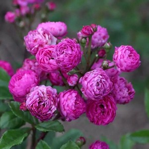 四季微型藤本月季【葡萄园之歌】庭院花墙花苗盆栽蔷薇玫瑰粉紫色