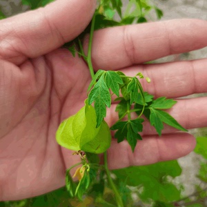 天然倒地铃新鲜现采带藤苦楝野外三角藤假苦瓜500g心豆藤中草药材