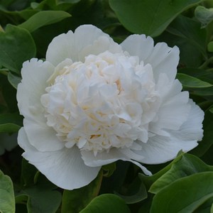 【牡丹白雪塔】牡丹白雪塔品牌,价格 - 阿里巴巴