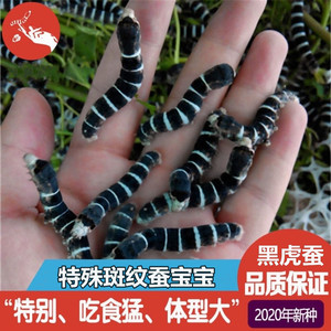 斑点黑虎蚕宝宝活物满天星龙角带角稀有斑马蚕黄皮灰黑色蚕卵蚕种