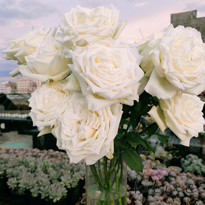 【坦尼克白玫瑰鲜花】坦尼克白玫瑰鲜花品牌,价格 - 阿里巴巴