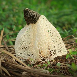 璞匠|四川宜宾长宁特产长裙竹荪50g竹海野生干货天然竹笙鲜