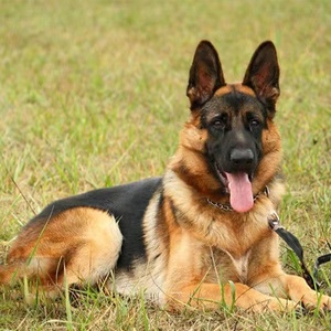 纯种德国牧羊犬德牧幼犬活体弓背黑背警犬猎犬宠物看家狼狗大型犬