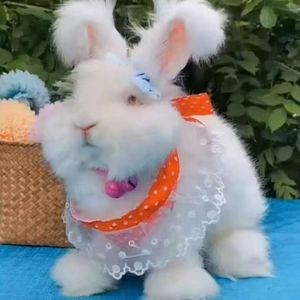 网红巨型安哥拉兔长毛宠物小白兔子活物垂耳兔活体猫猫侏儒兔