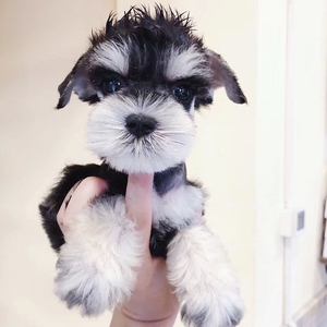 迷你型黑银椒盐白色小型犬小体老头雪纳瑞幼狗活体纯种家养宠物